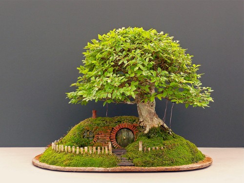 Hướng dẫn cách chọn cây cảnh bonsai phù hợp