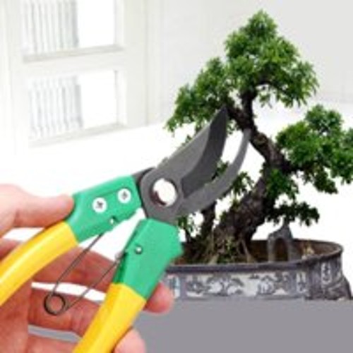 Những lưu ý trong kỹ thuật cắt tỉa cây bonsai