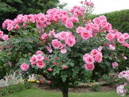 Hướng dẫn cắt tỉa cây hoa hồng thân gỗ Tree rose