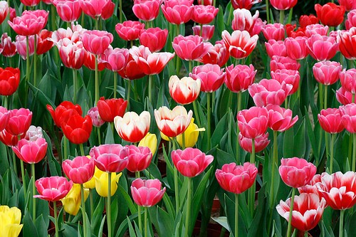 Hướng dẫn cách trồng và chăm sóc hoa tulip