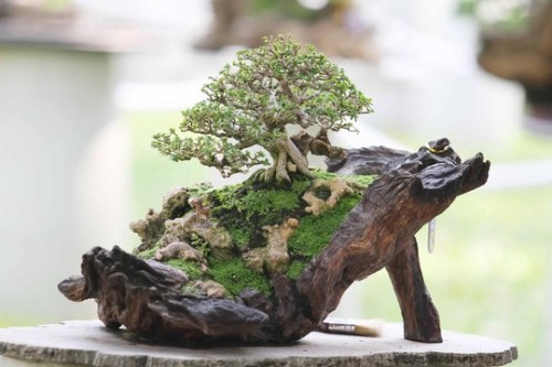 Tổng hợp 6 lưu ý khi đặt bonsai trong nhà