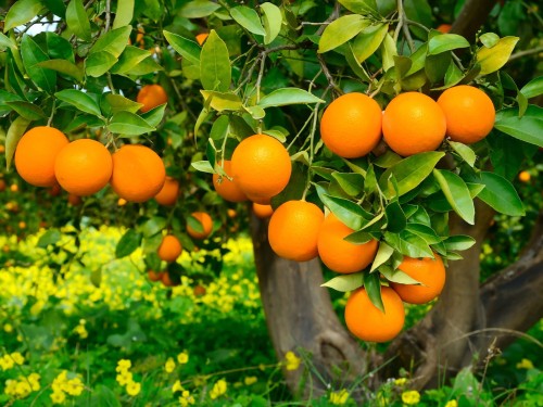 6 bước gieo hạt trồng cây cam đơn giản trong chậu cho quả mọng nước