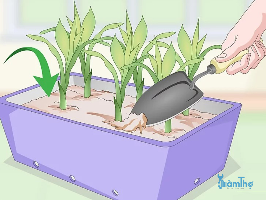 Chuyển sang một bình riêng hoặc trồng trong chậu đất.