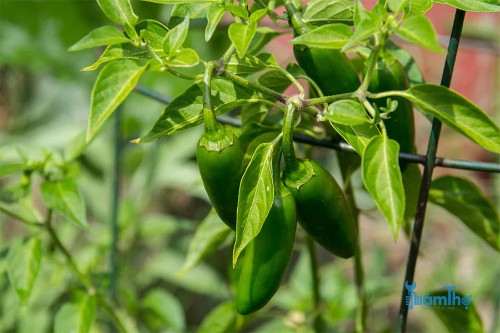 Hướng dẫn cách trồng ớt Jalapeno từ hạt giống
