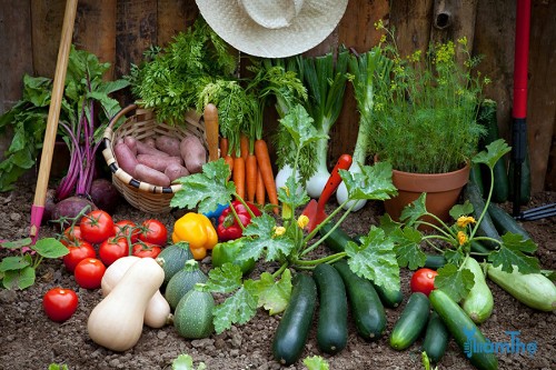 Gợi ý một số loại rau củ ngon có thể gieo trồng vào tháng 7