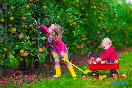9 loại cây ăn quả tốt nhất để trồng trong vườn của bạn