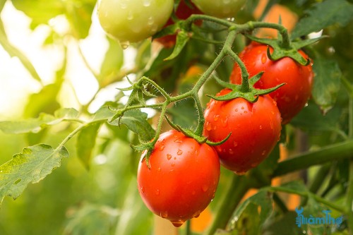 10 loại thảo mộc trồng xen canh trong vườn cà chua