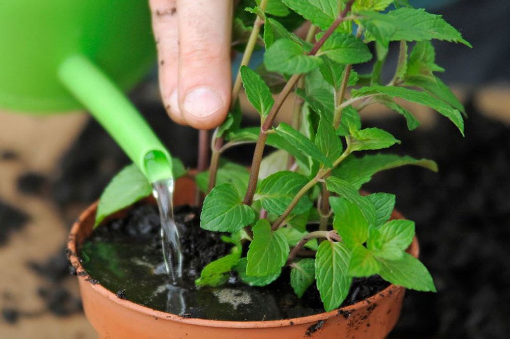 Cách trồng cây bạc hà