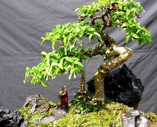 Lưu ý khi trồng bonsai trong nhà