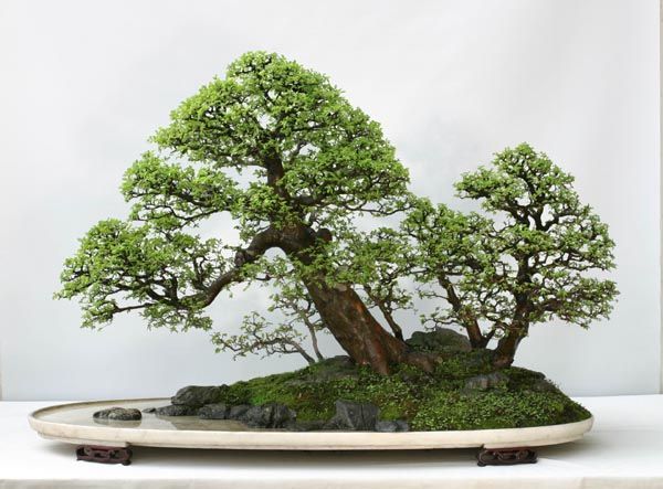 Lưu ý khi trồng bonsai trong nhà