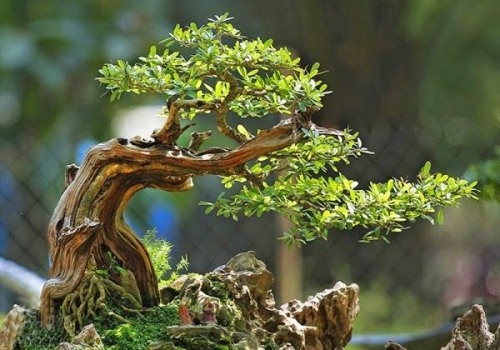 Tạo hình cây cảnh bonsai