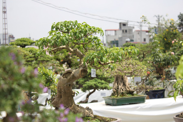 Tạo hình cây cảnh bonsai