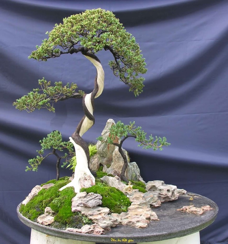 Hướng dẫn tỉa cành cây bonsai