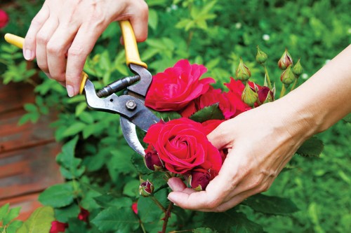 Hướng dẫn cắt tỉa hoa hồng cho cây bật mầm, sai hoa