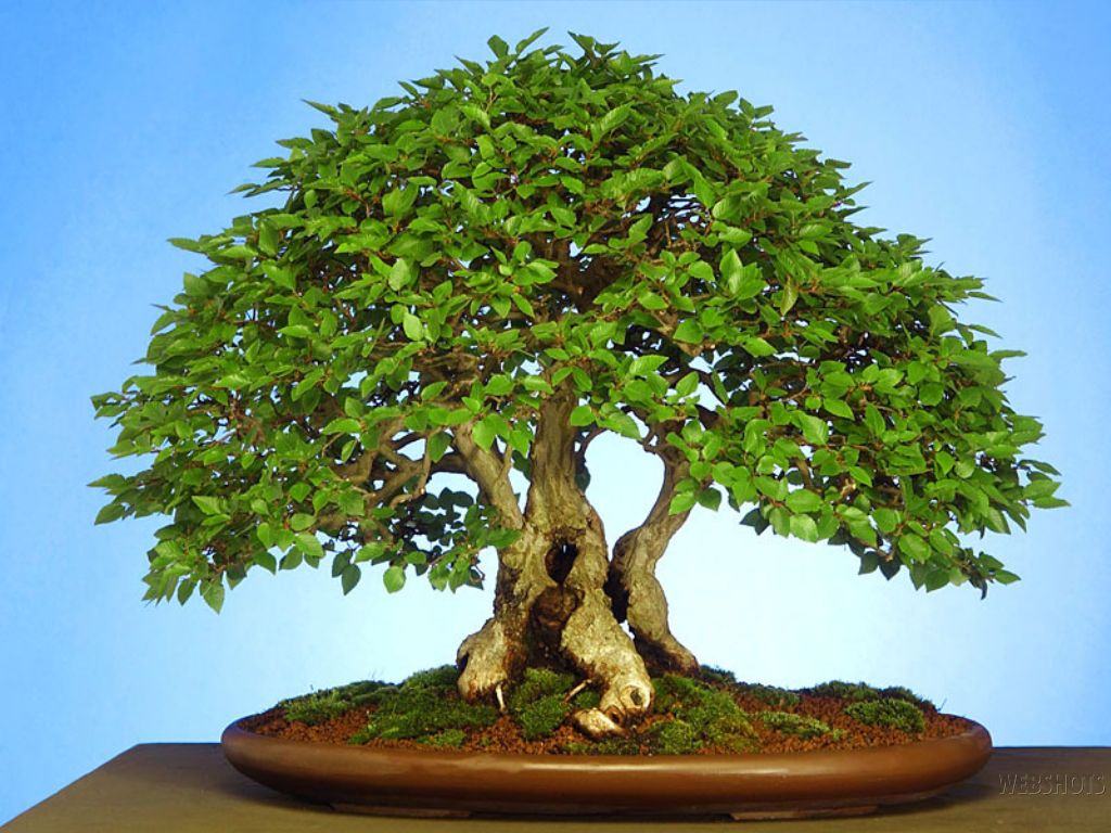 Hướng dẫn cách cắt tỉa, làm lùn cây cảnh bonsai