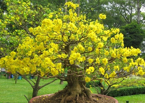 Hướng dẫn cắt tỉa cây mai vàng tạo thế bonsai đẹp