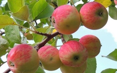 Hướng dẫn kỹ thuật chiết cành táo