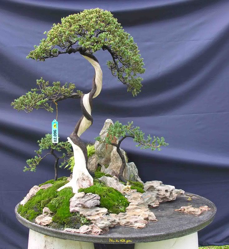 Hướng dẫn kỹ thuật ghép đá cây bonsai