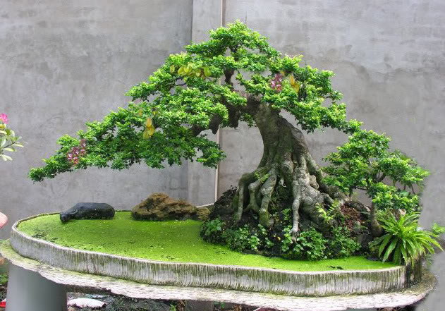 Hướng dẫn tạo tán cho cây cảnh bonsai nghệ thuật