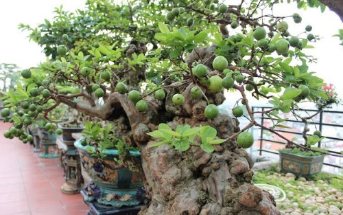 Hướng dẫn trồng và uốn tỉa cây ổi bonsai