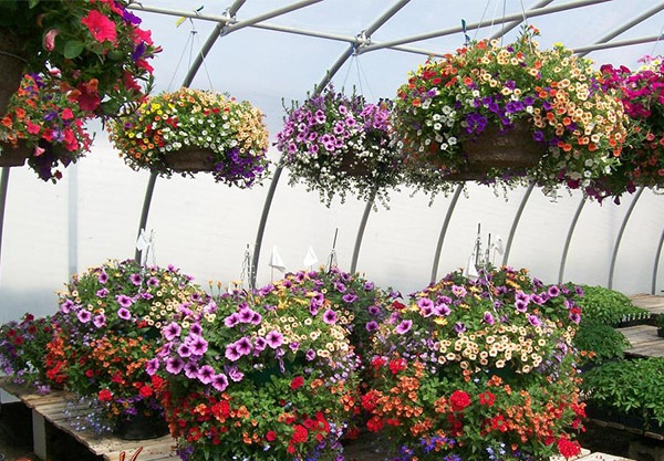 Hướng dẫn trồng nhiều loại hoa kết hợp trong chậu hoa treo