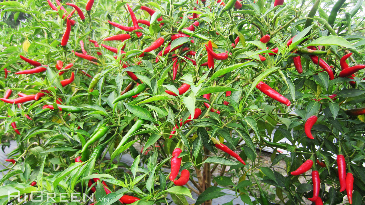 Kỹ thuật trồng cây ớt cay tại nhà