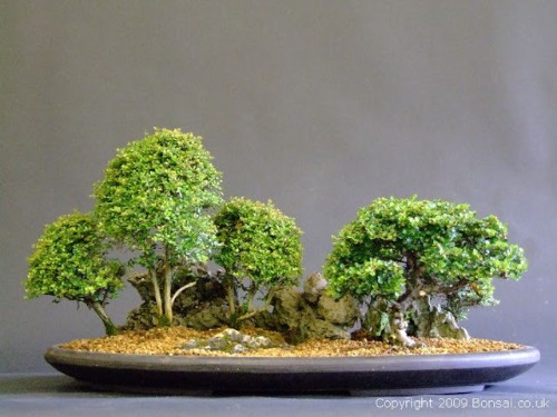 Cách trồng bonsai mini cho tiểu cảnh sân vườn