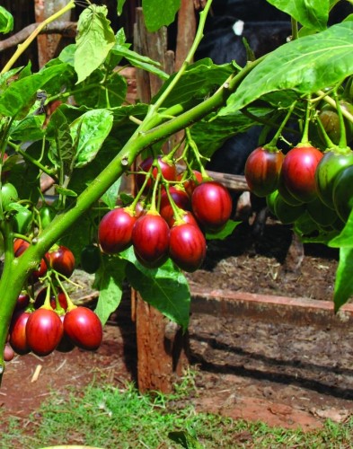 Hướng dẫn cách trồng cây cà chua thân gỗ độc lạ