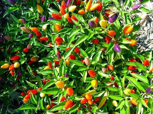 Cách trồng cây ớt bi nhiều màu hợp phong thủy