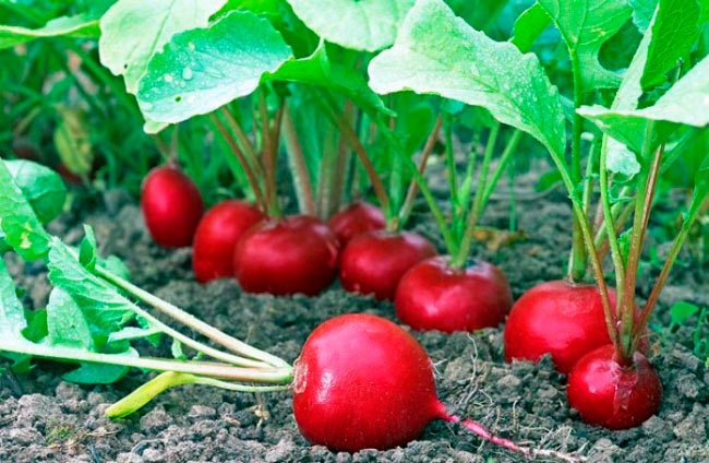 Hướng dẫn cách trồng củ cải đỏ đơn giản tại nhà