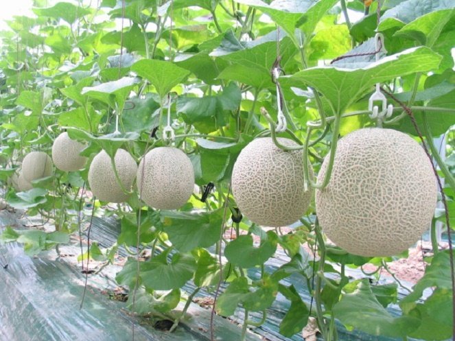 Hướng dẫn kỹ thuật trồng cây dưa lưới tại nhà
