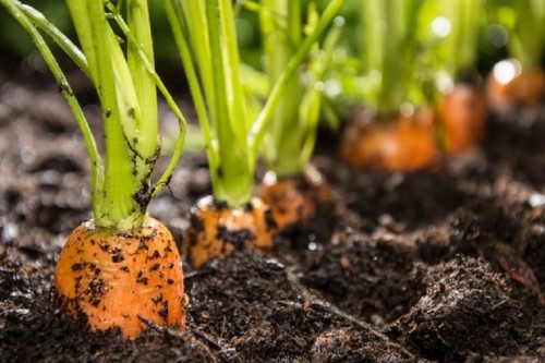 Hướng dẫn kỹ thuật trồng cà rốt