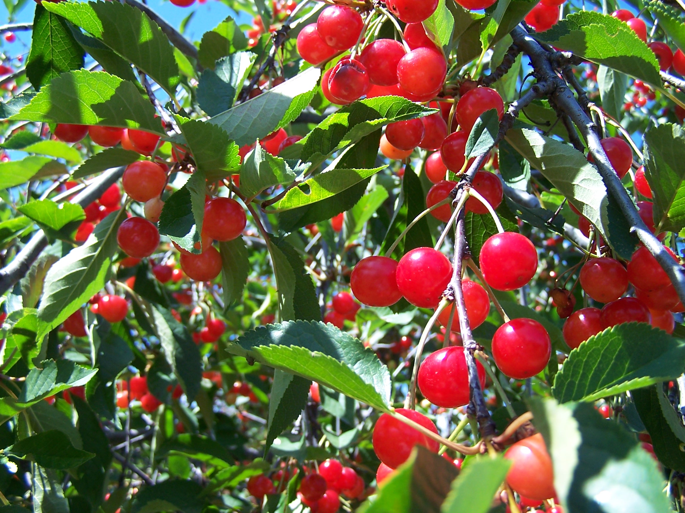 Hướng dẫn cách trồng cây cherry tại nhà