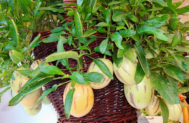 Cách trồng dưa pepino trong chậu ngay tại nhà