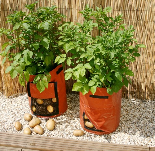 Hướng dẫn cách trồng khoai tây tại nhà cực đơn giản