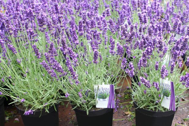 Hướng dẫn kỹ thuật trồng hoa oải hương Lavender