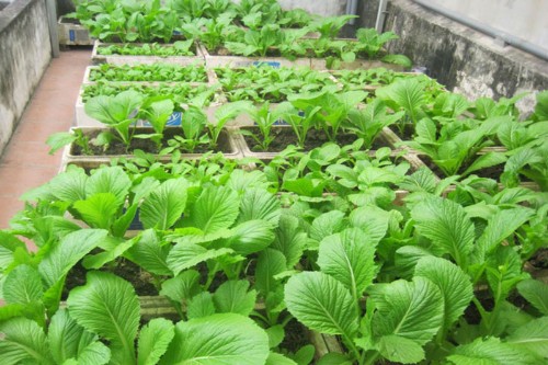 Kỹ thuật trồng rau cải xanh sạch trong thùng xốp