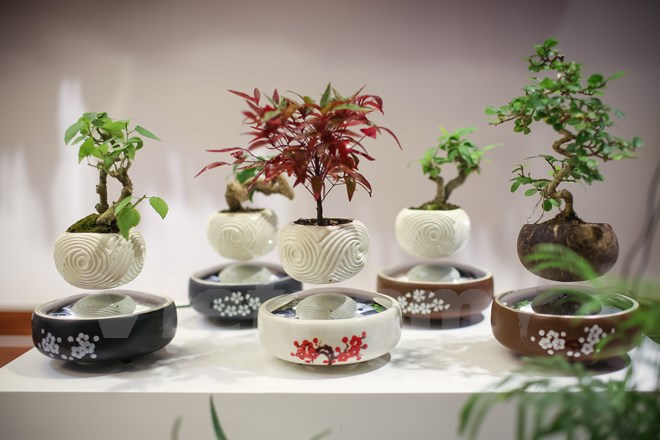 Hướng dẫn cách làm bonsai bay nghệ thuật