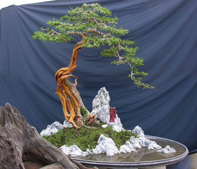 Cách trồng và chăm sóc sam núi làm cây cảnh bonsai