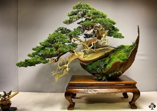 Hướng dẫn kỹ thuật lão hóa cây cảnh bonsai