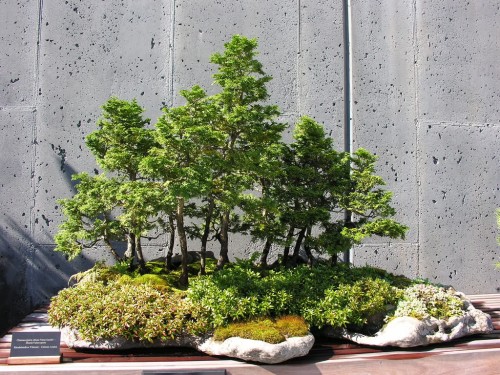 Hướng dẫn tạo hình cân đối và chăm sóc cây cảnh bonsai