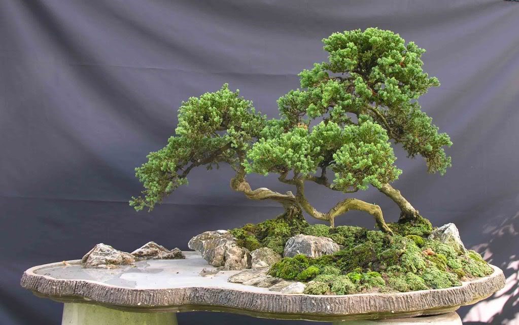 Hướng dẫn cách tạo rêu bonsai cho cây cảnh nghệ thuật