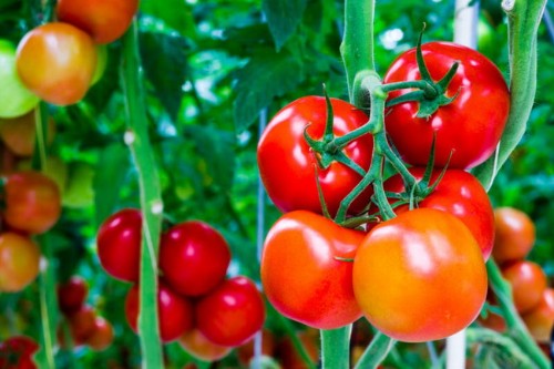 Hướng dẫn kỹ thuật trồng cà chua sạch tại nhà