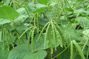 Hướng dẫn kỹ thuật trồng cây đậu đen xua tan cái nóng ngày hè
