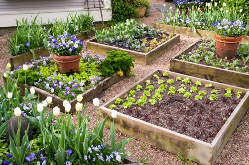 Mẹo làm vườn khi tự trồng rau củ sạch tại nhà ai cũng nên biết