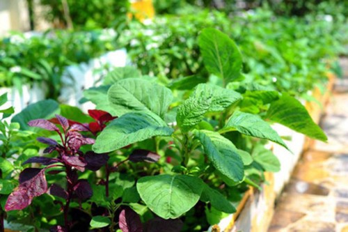Hướng dẫn cách trồng và chăm sóc rau dền trong thùng xốp