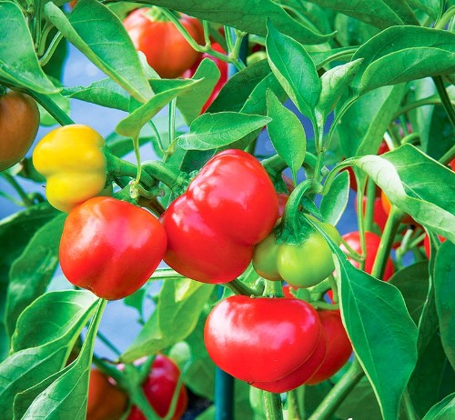 Hướng dẫn cách trồng ớt chuông tại nhà đảm bảo sức khỏe