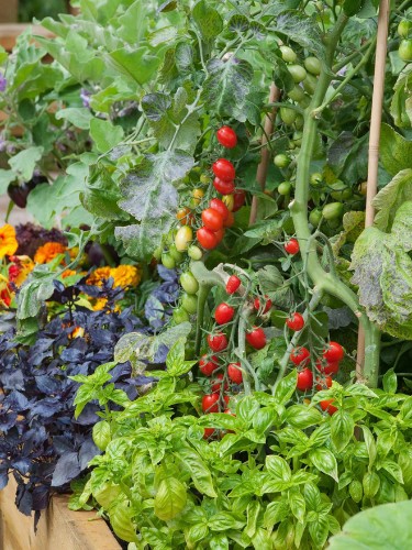 Tuyệt chiêu trồng rau quả đẹp vừa để ăn vừa trang trí khu vườn