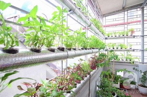Tuyệt chiêu trồng rau thủy canh tại nhà giúp bạn có vườn rau xanh