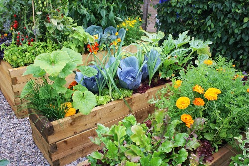 Kinh nghiệm trồng rau trong vườn hữu ích khi mới bắt đầu